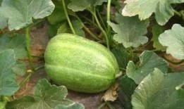 小七爆料甜瓜视频下载安装,甜瓜视频下载安装攻略，轻松享受海量精彩内容！